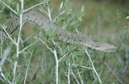 صورة Macrovipera lebetina (Linnaeus 1758)