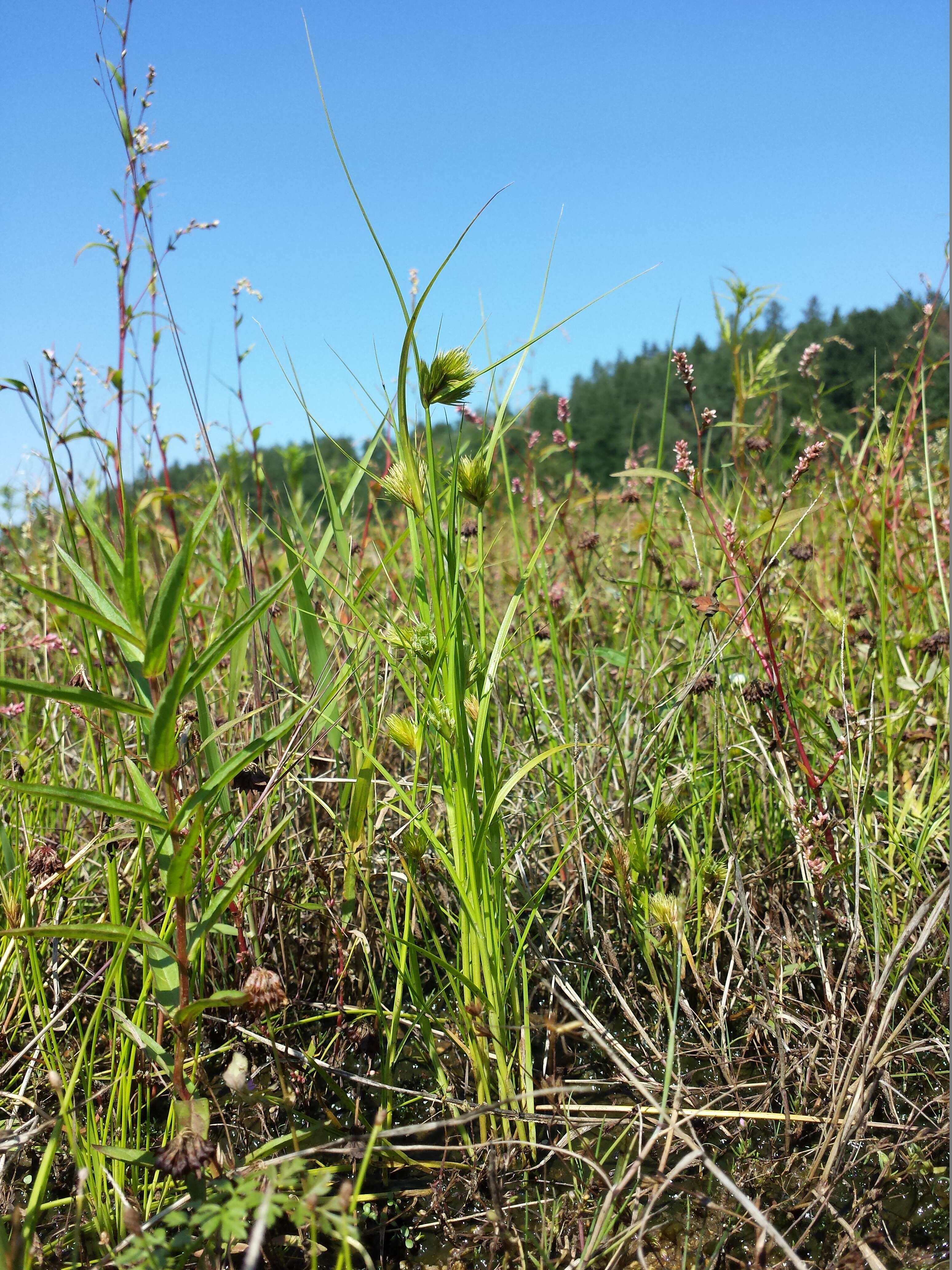 Image of Bohemian Sedge