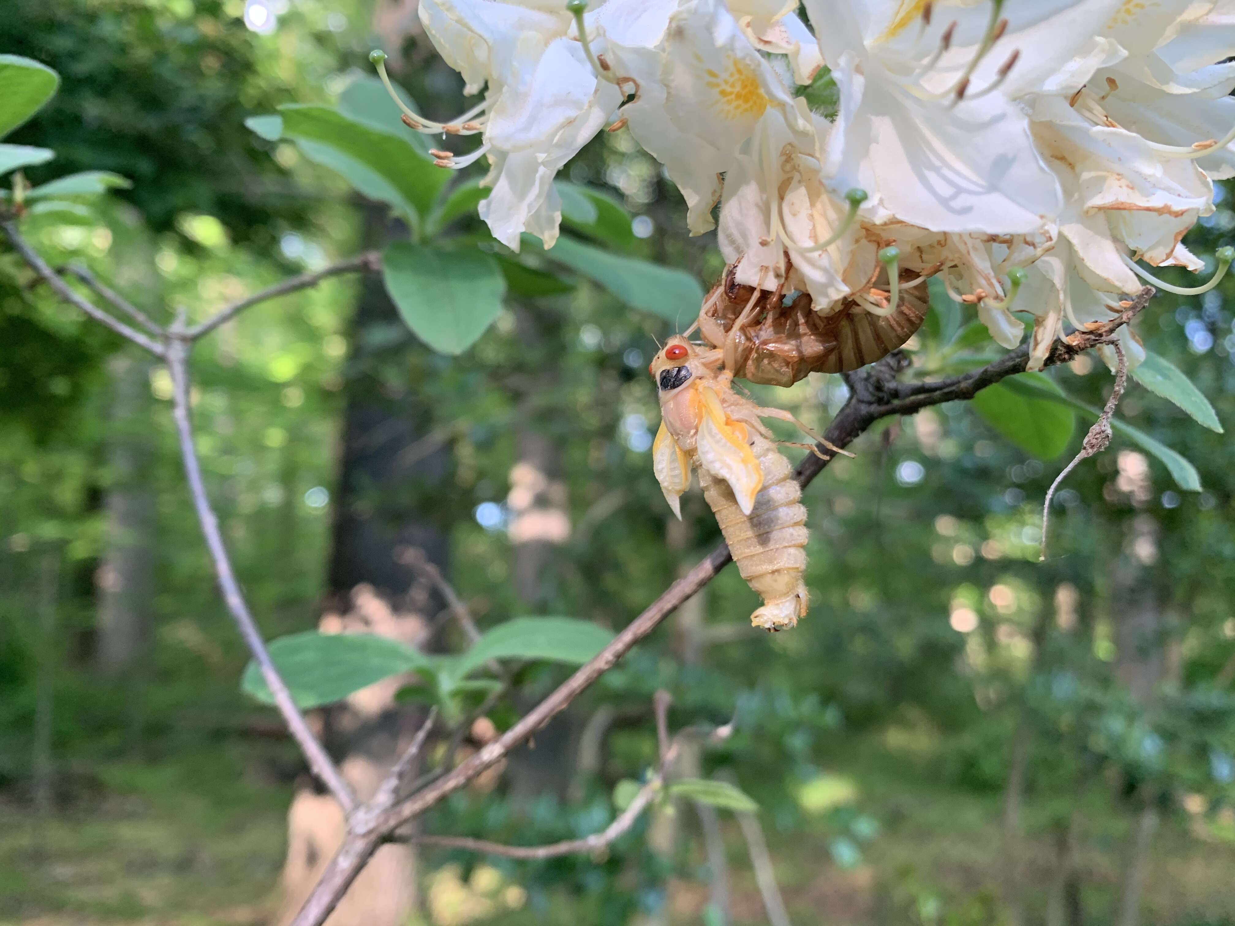 Image of Cicadas, Leafhoppers, and Treehoppers