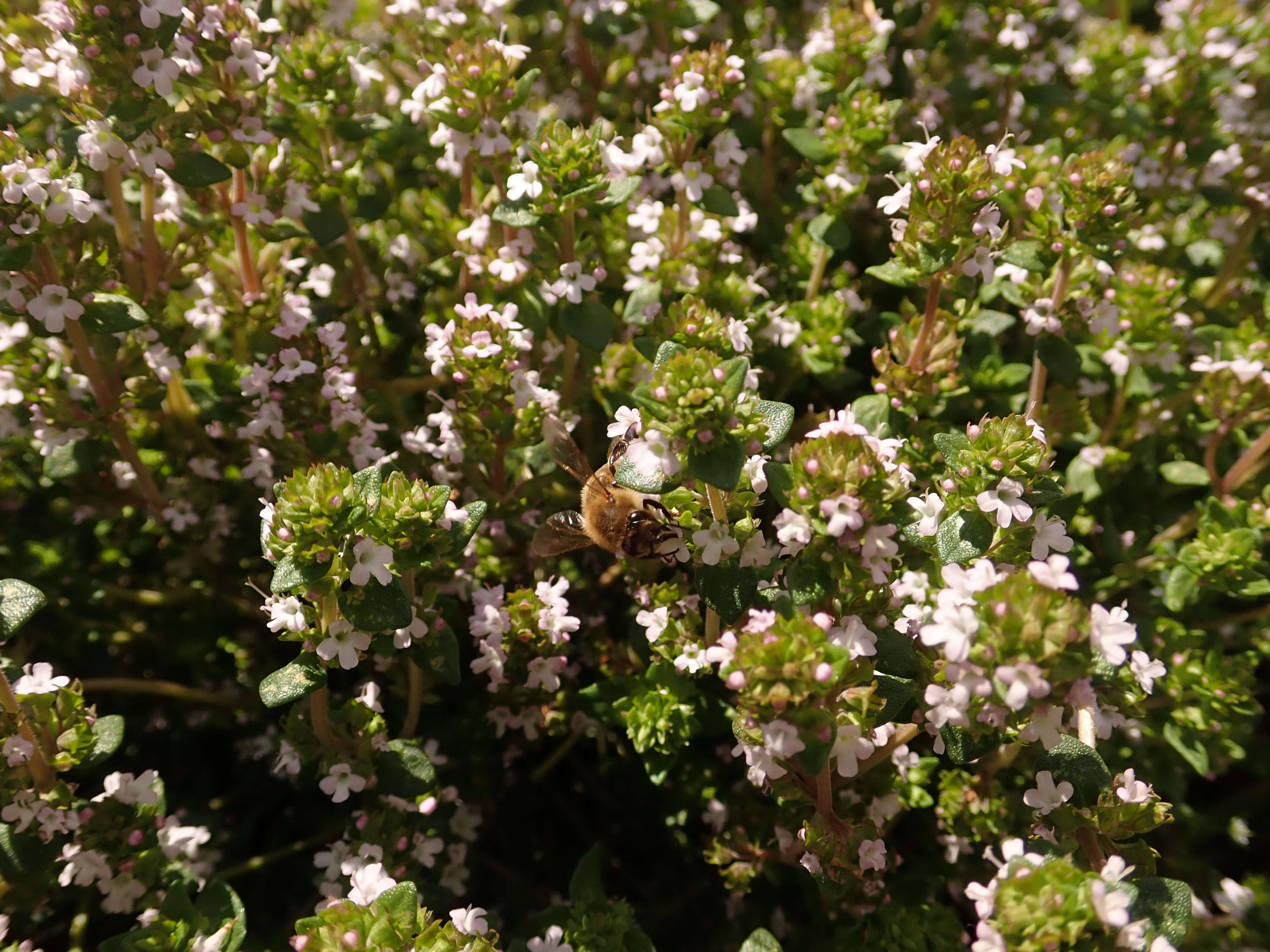 Image of Common Thyme