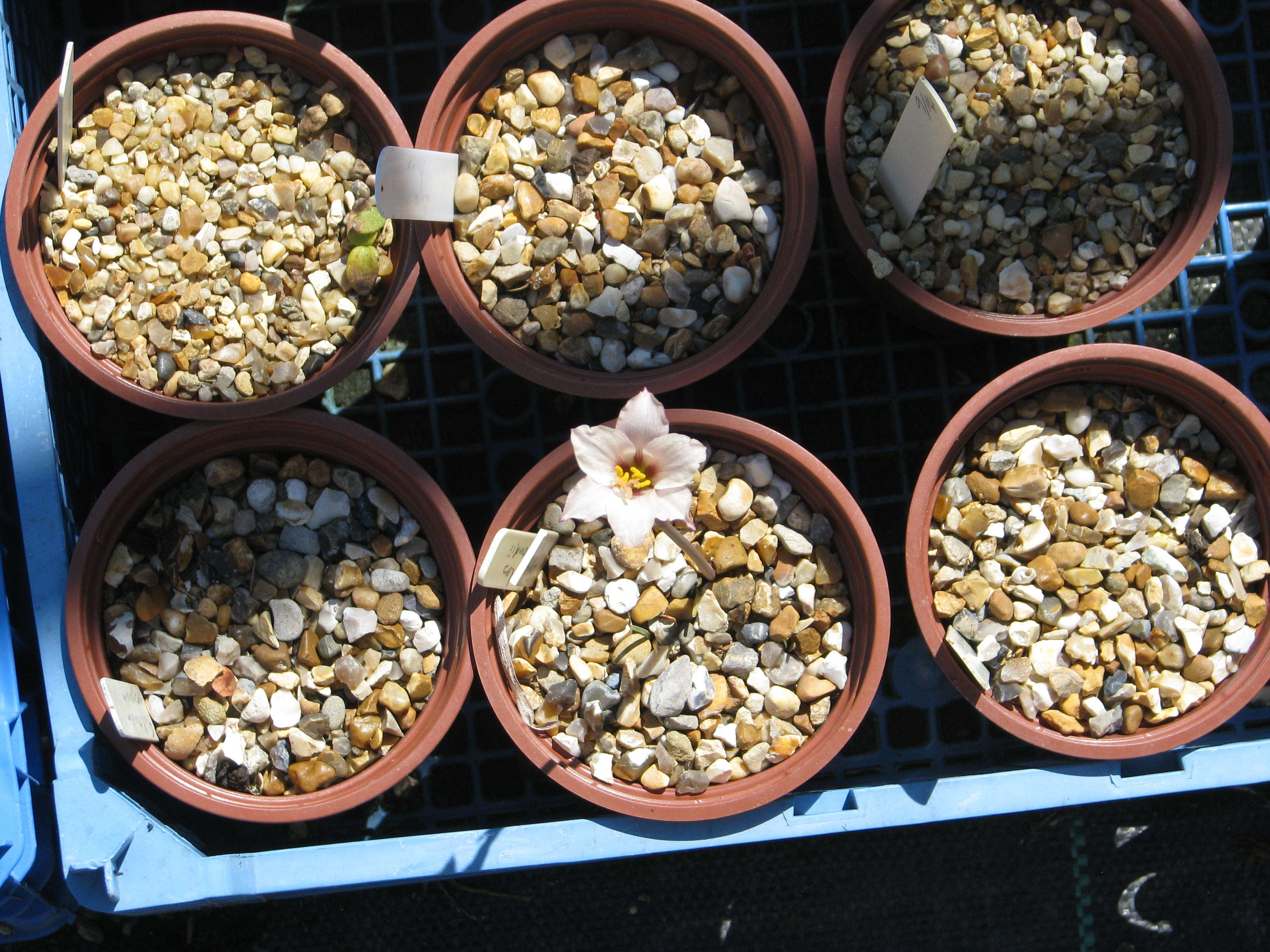 صورة Zephyranthes