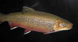 Image of brook trout