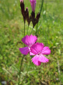 Image of carthusian pink