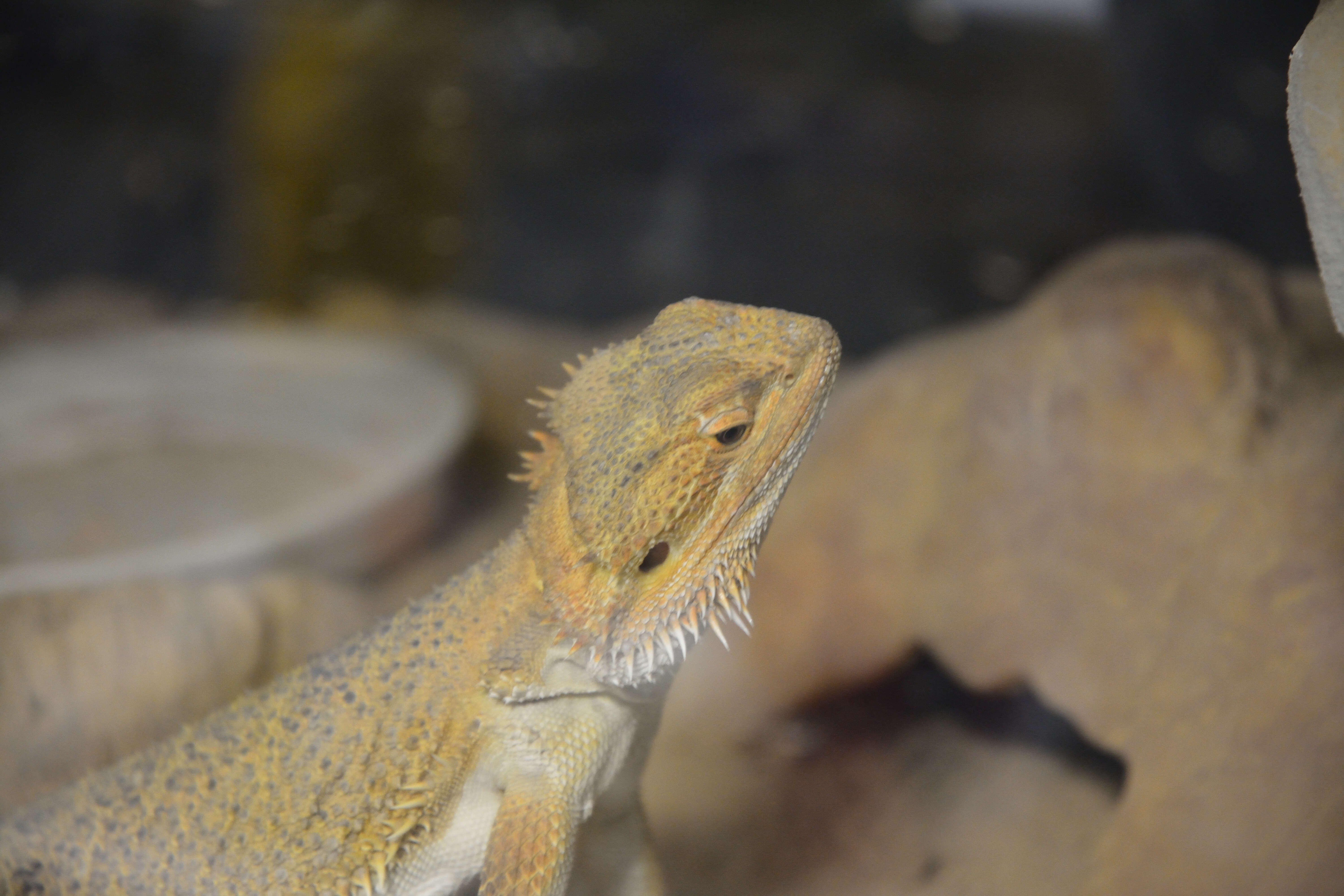 Image of Central bearded dragon