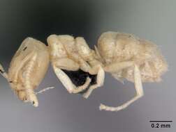 Image de Nebothriomyrmex