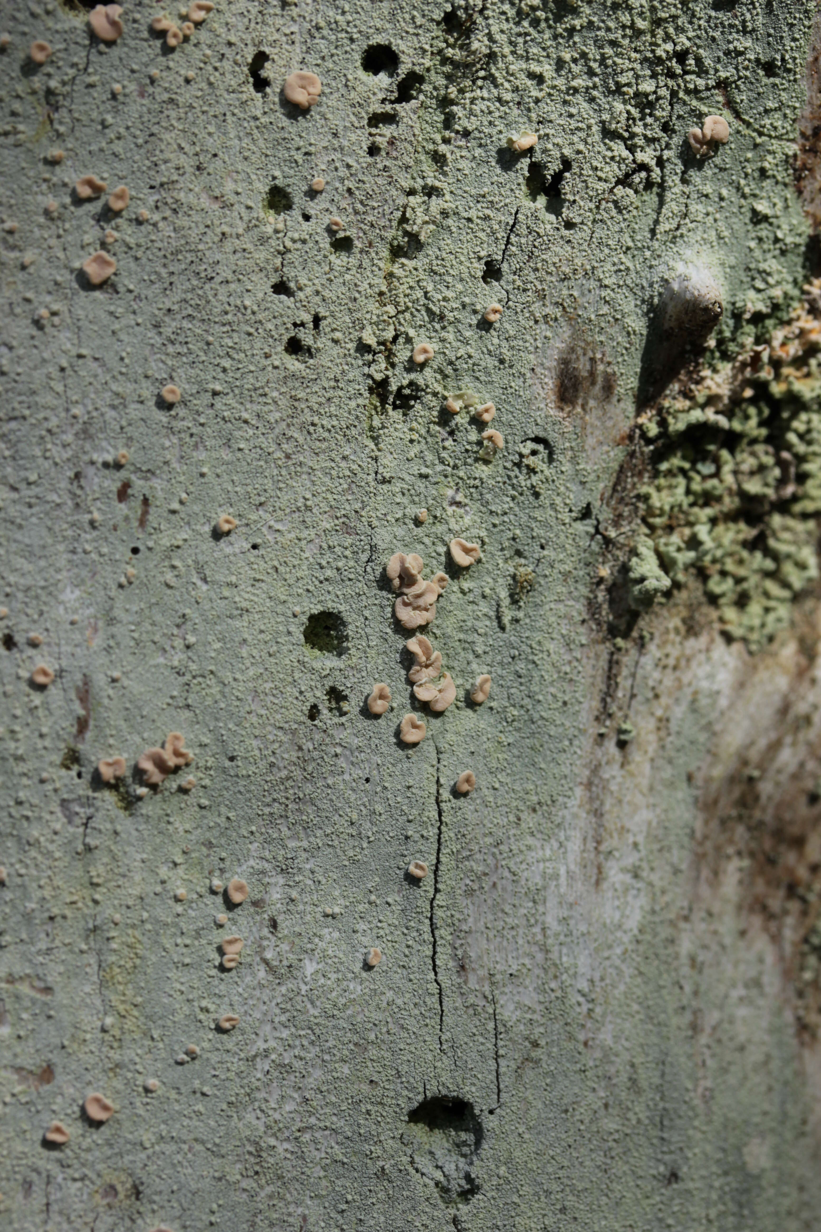 Image of peppermint drop lichen