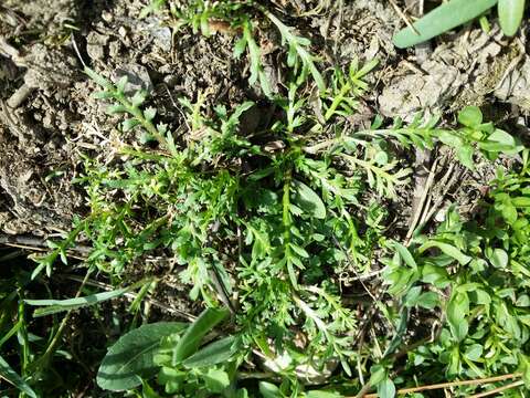 Image of Creeping Watercress