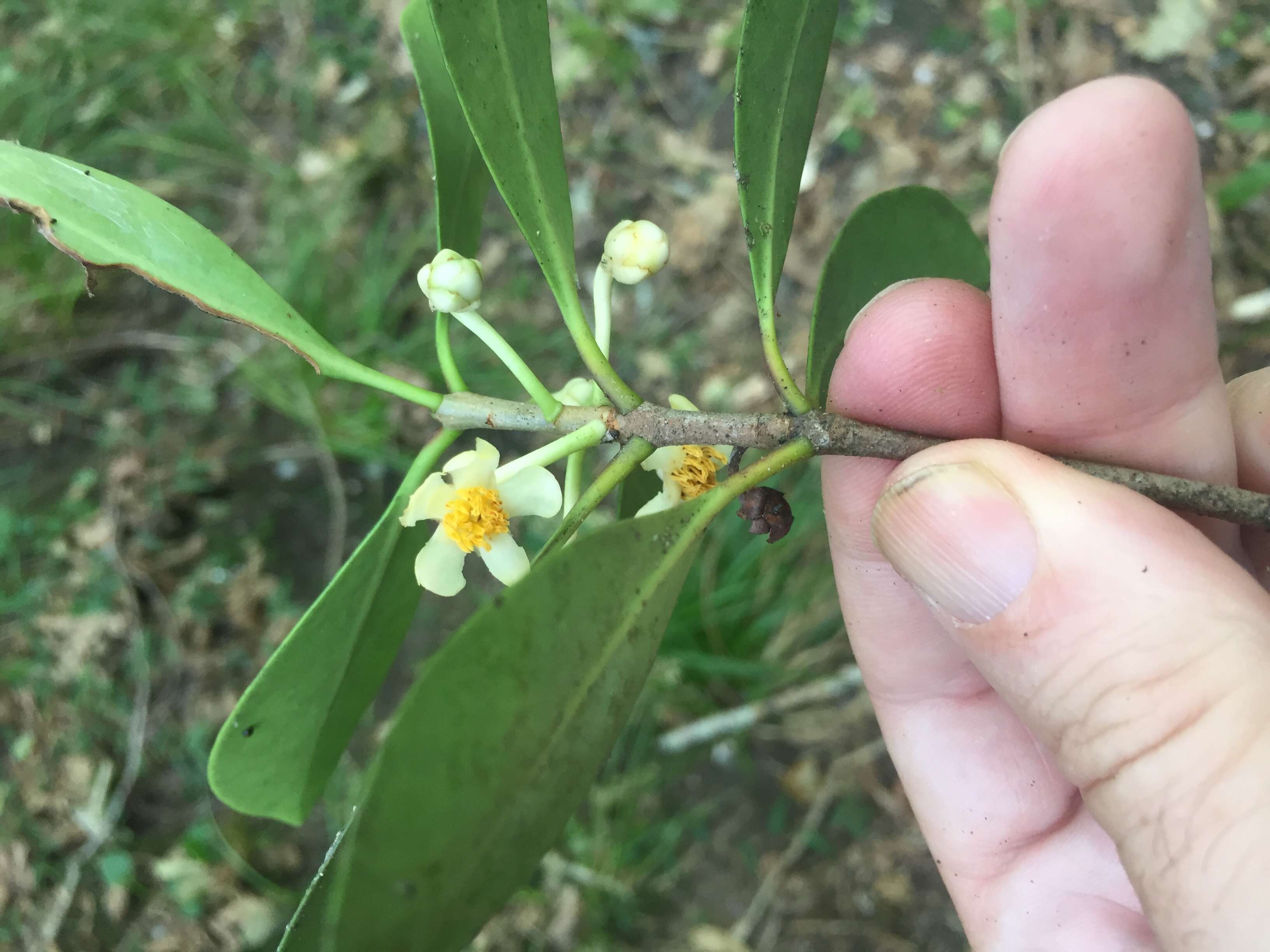 Image of Ternstroemia gymnanthera (Wight & Arn.) Sprague