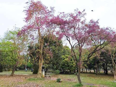 Image of Moulmein Rosewood