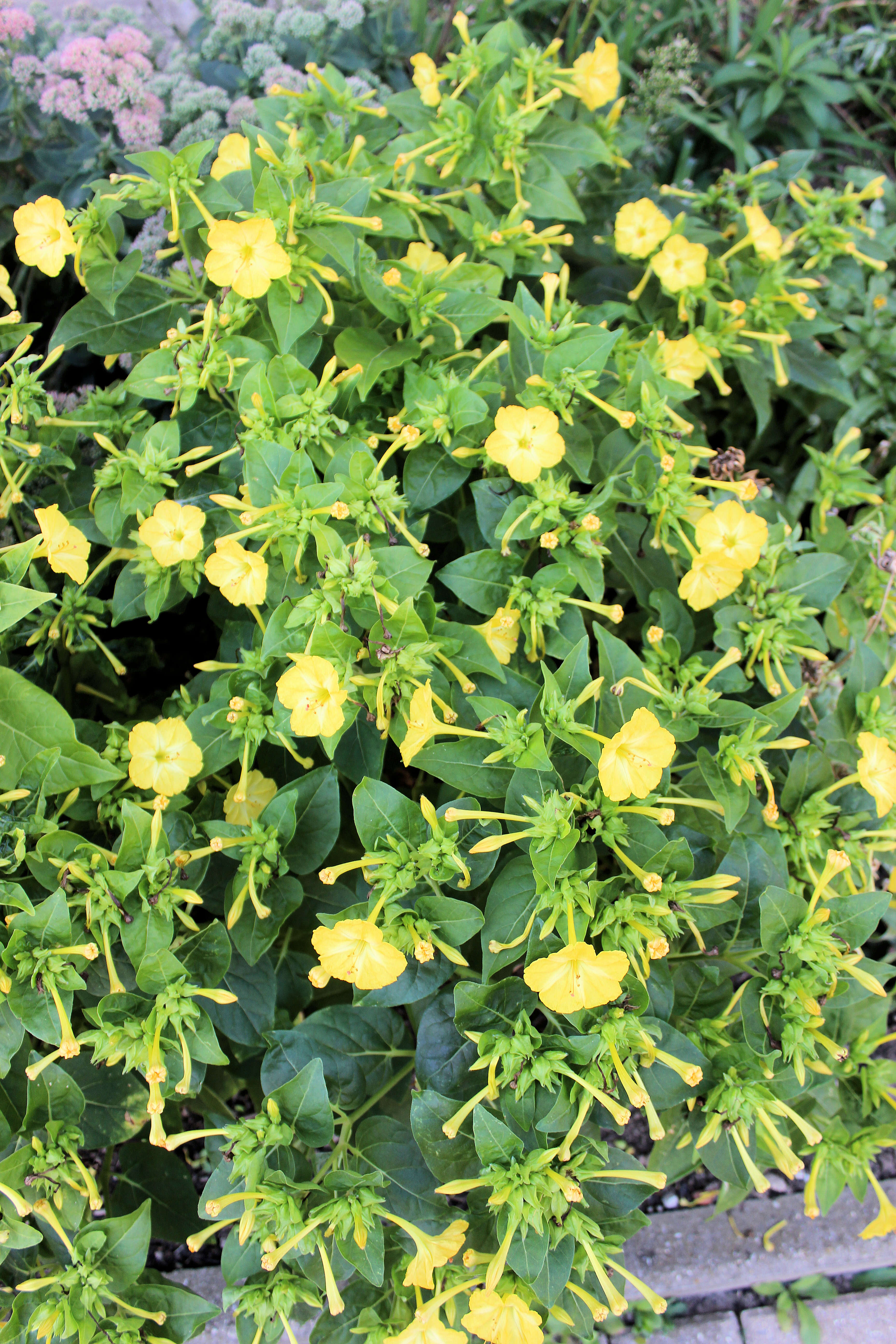 Image of Nicotiana sanderae