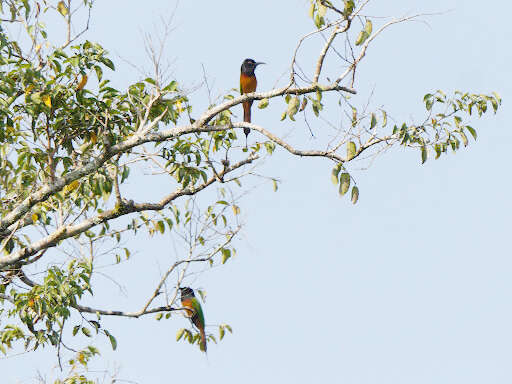 Image of Black-headed Bee-eater