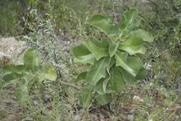 Image of Adenium obesum subsp. boehmianum (Schinz) G. D. Rowley