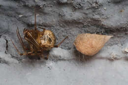 Image de Parasteatoda