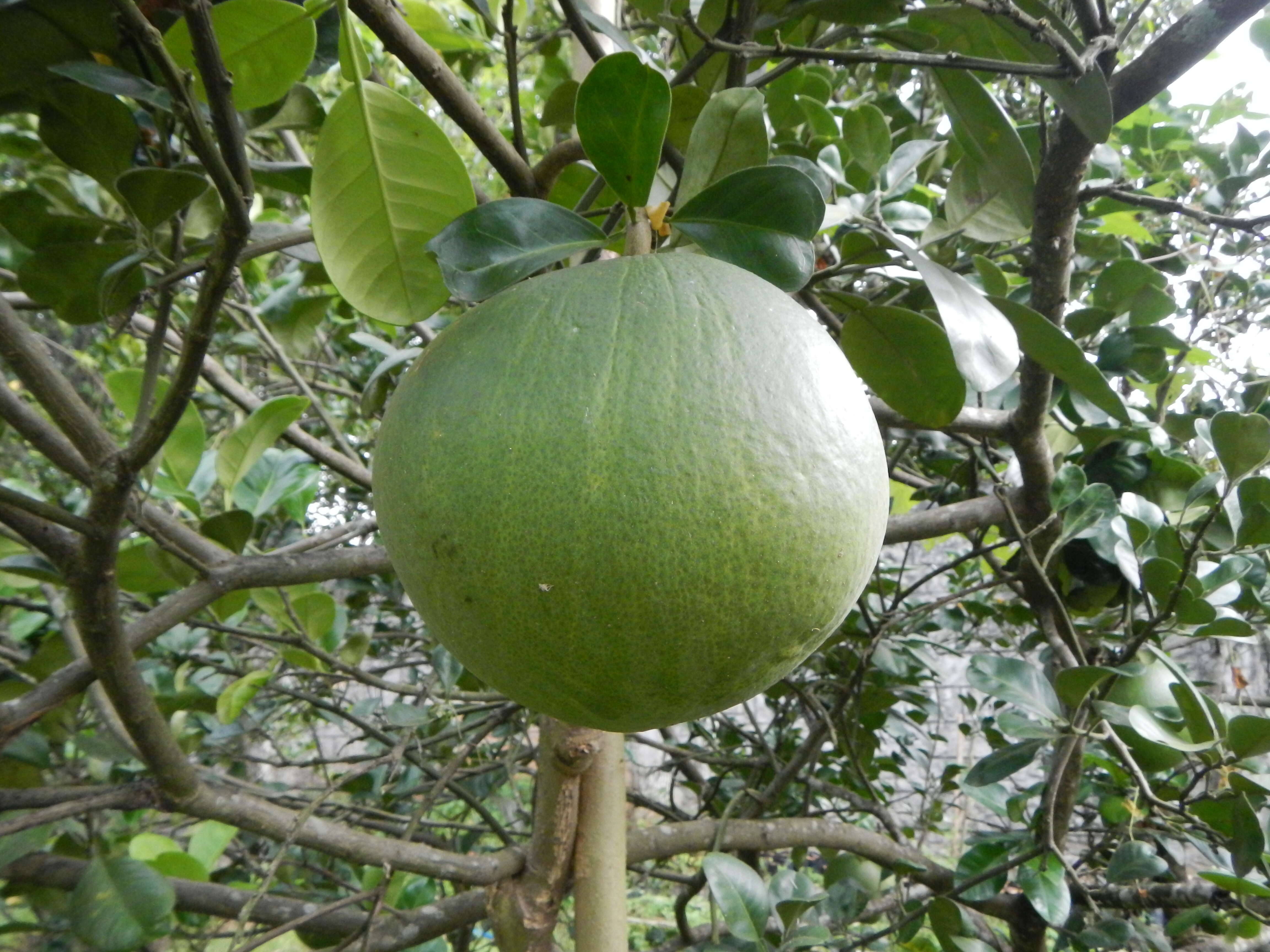 Image of Citrus maxima