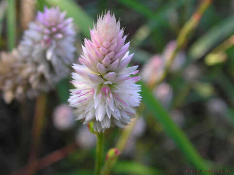 Imagem de Celosia argentea L.