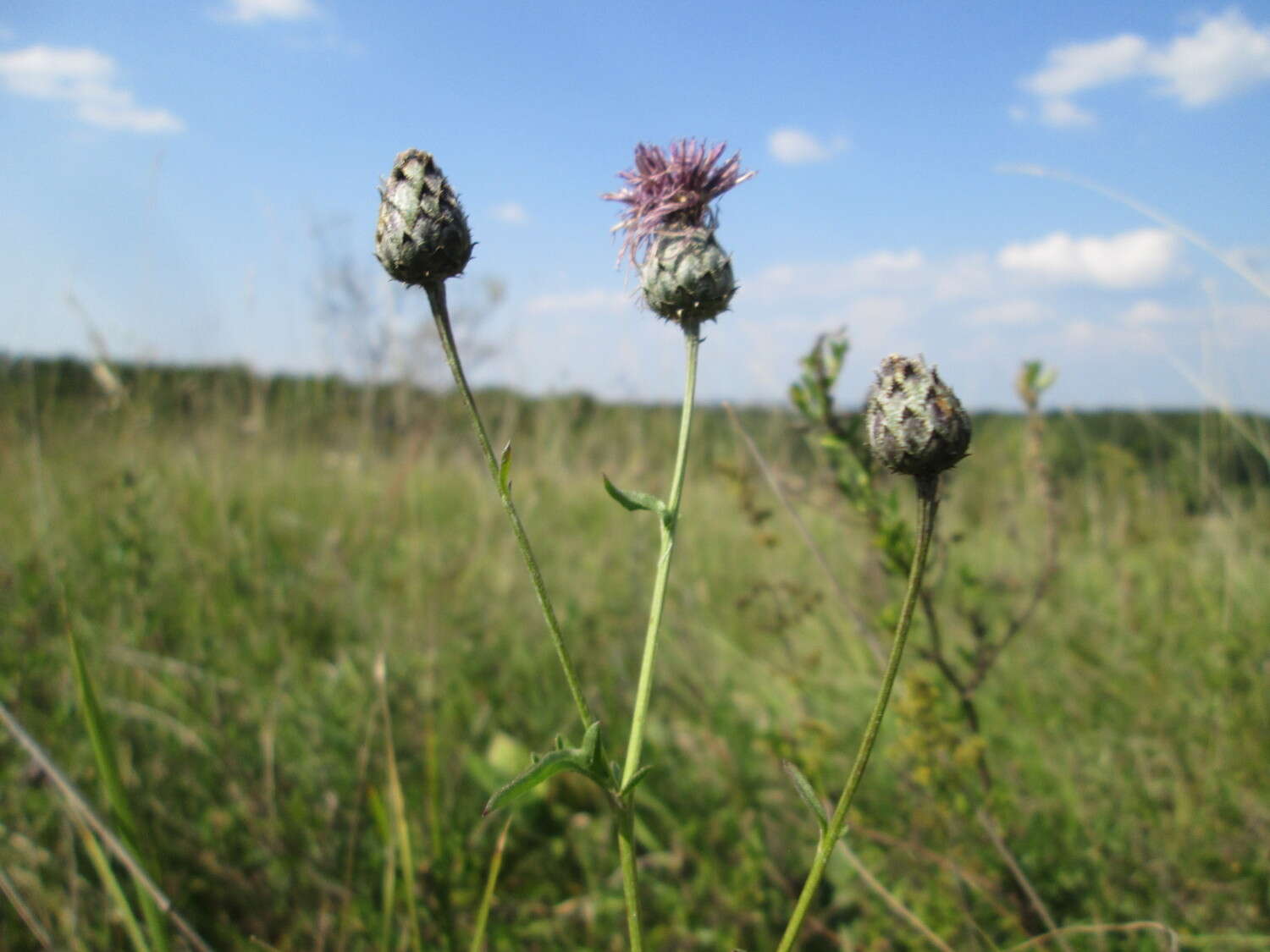 Centaurea scabiosa L. resmi