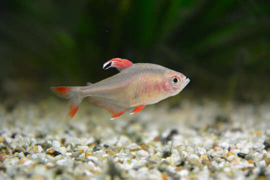 Image of Black-flag tetra