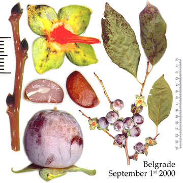 Image of date plum