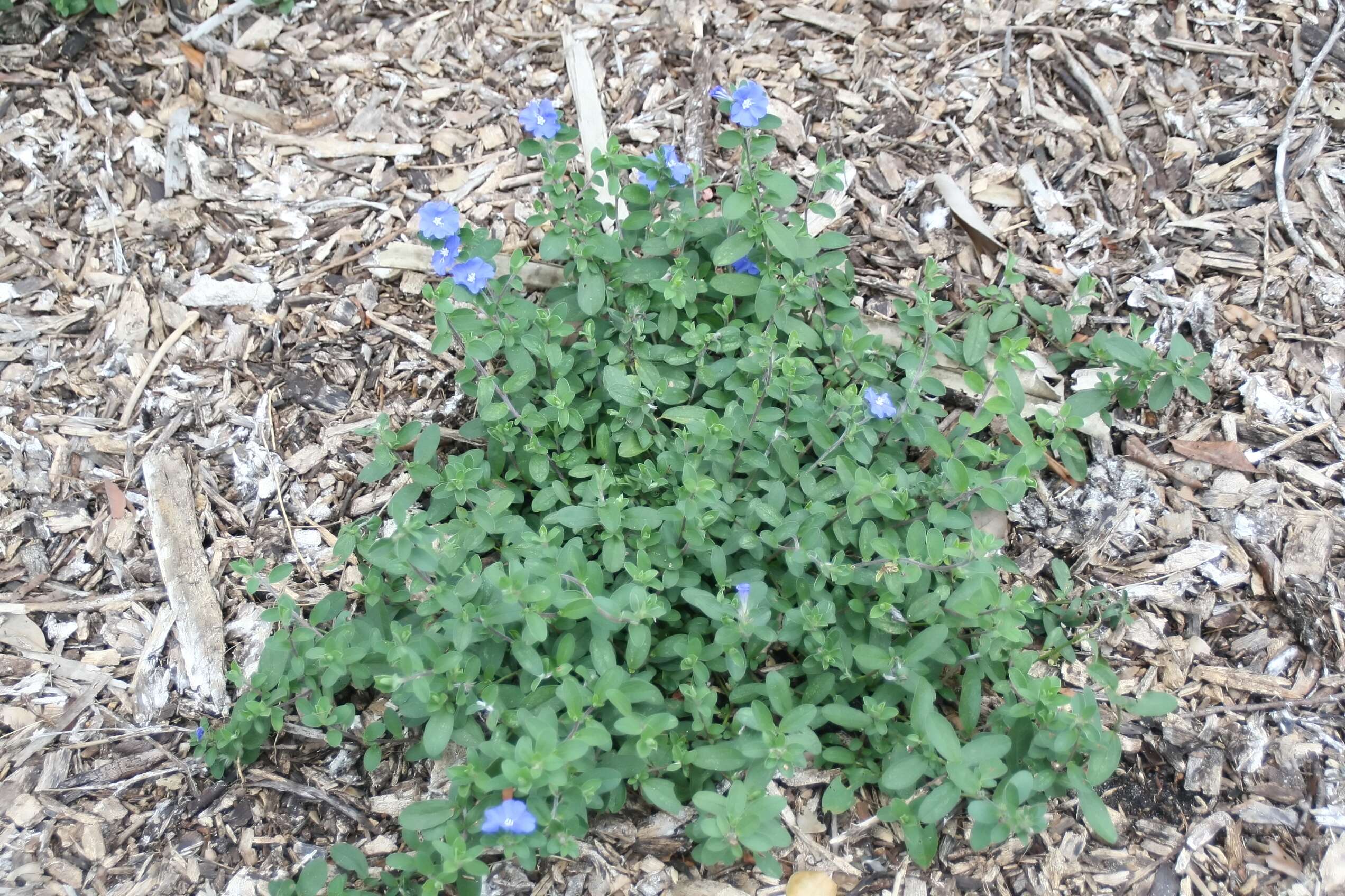 Image of Brazilian dwarf morning-glory