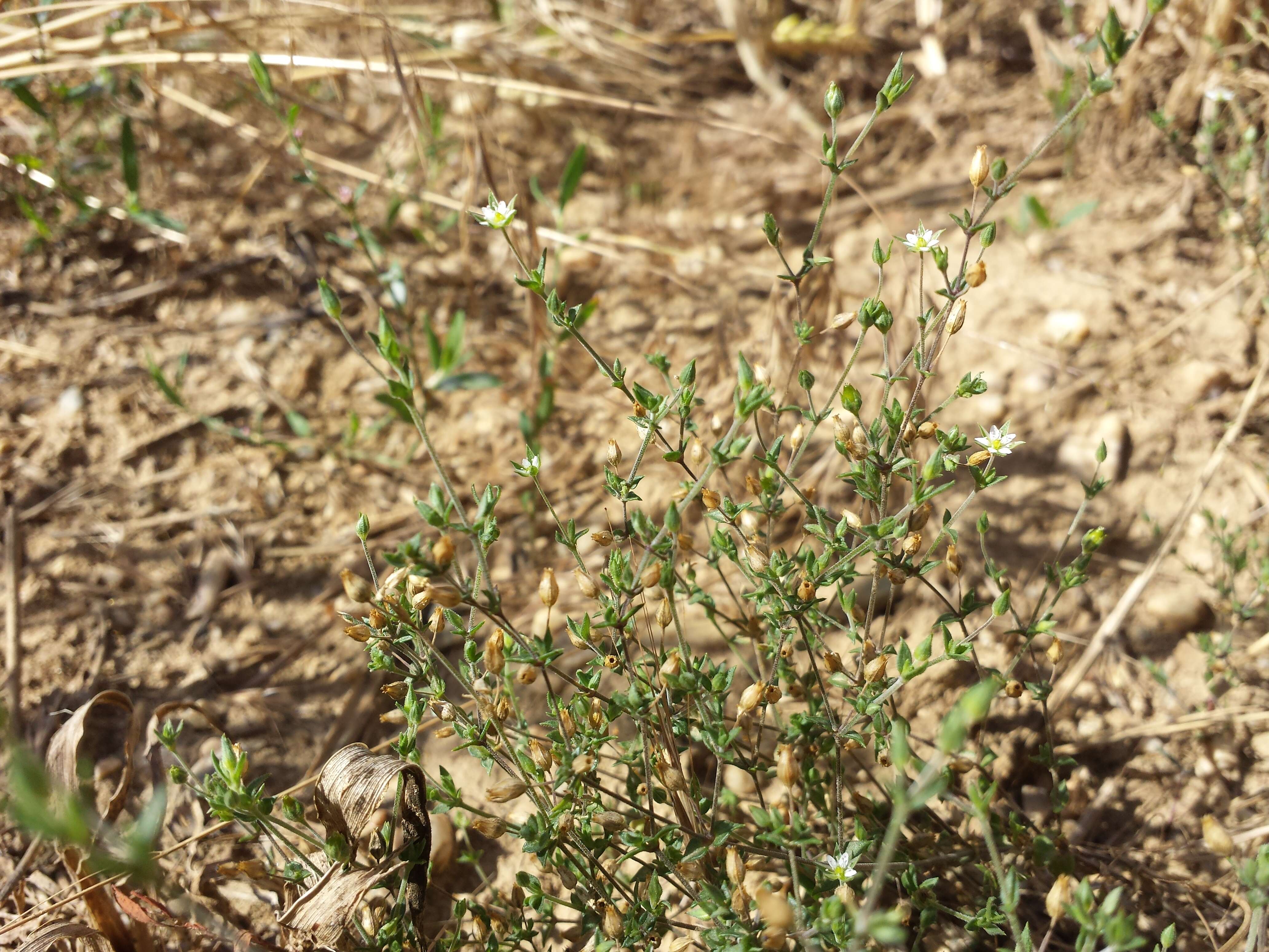 Image of Thyme-leaved Sandwort