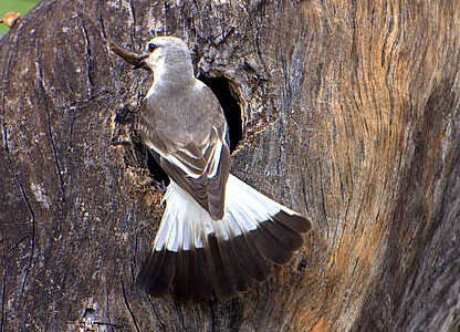 Image of White-rumped Monjita