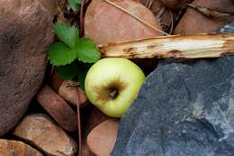 Image de Fragaria ×ananassa