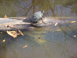 Image of slider turtle, red-eared terrapin, red-eared slider