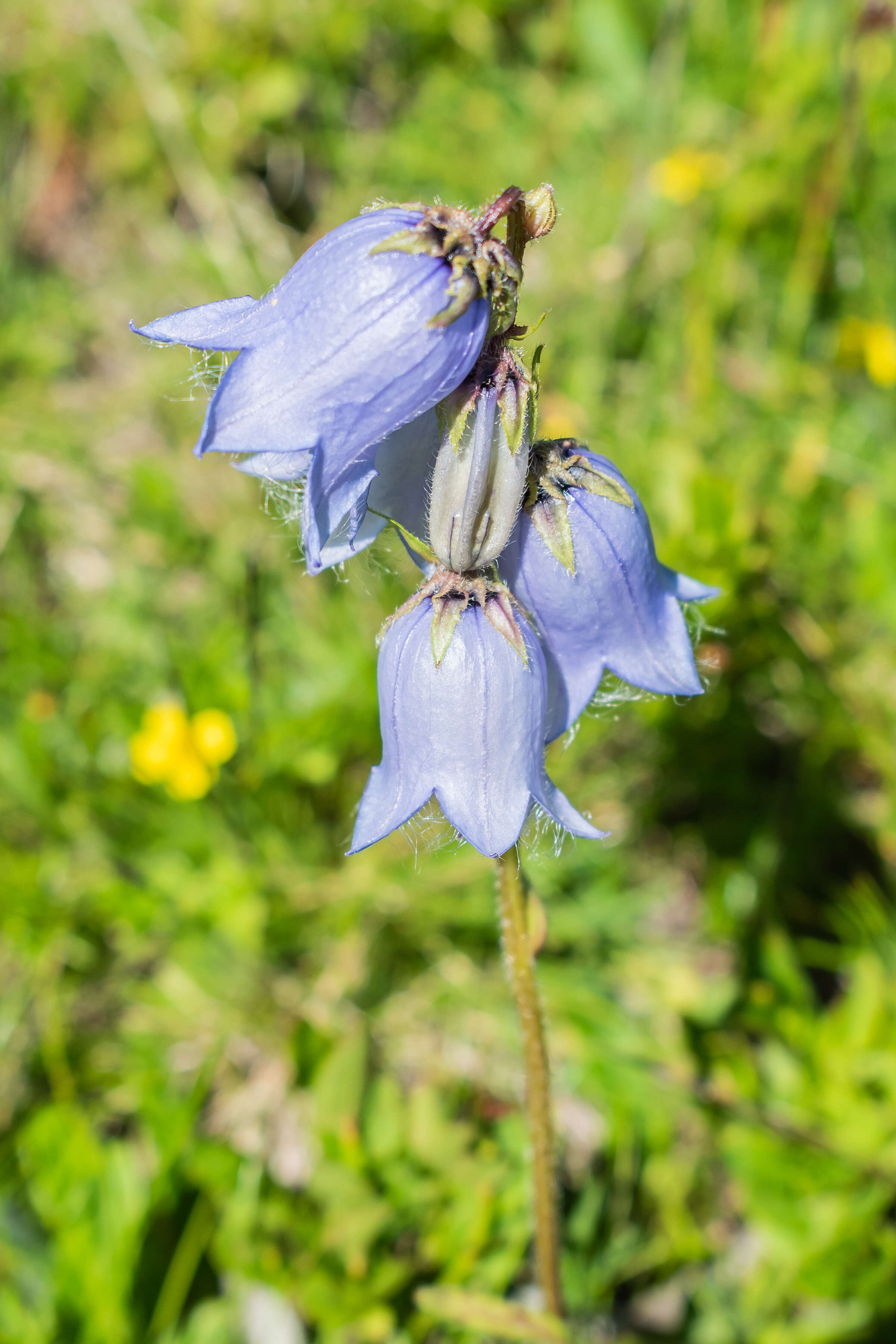 Image of Bearded Bellflower