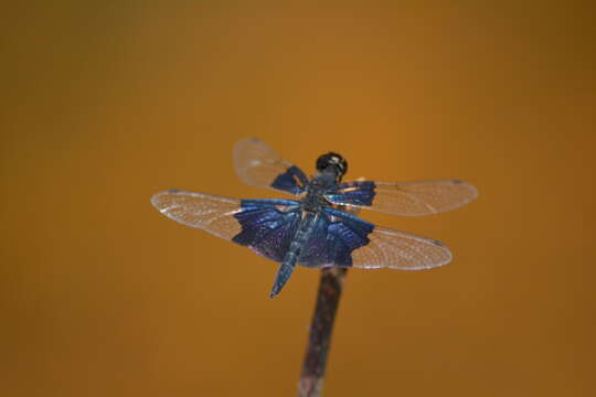 Image of Rhyothemis triangularis Kirby 1889