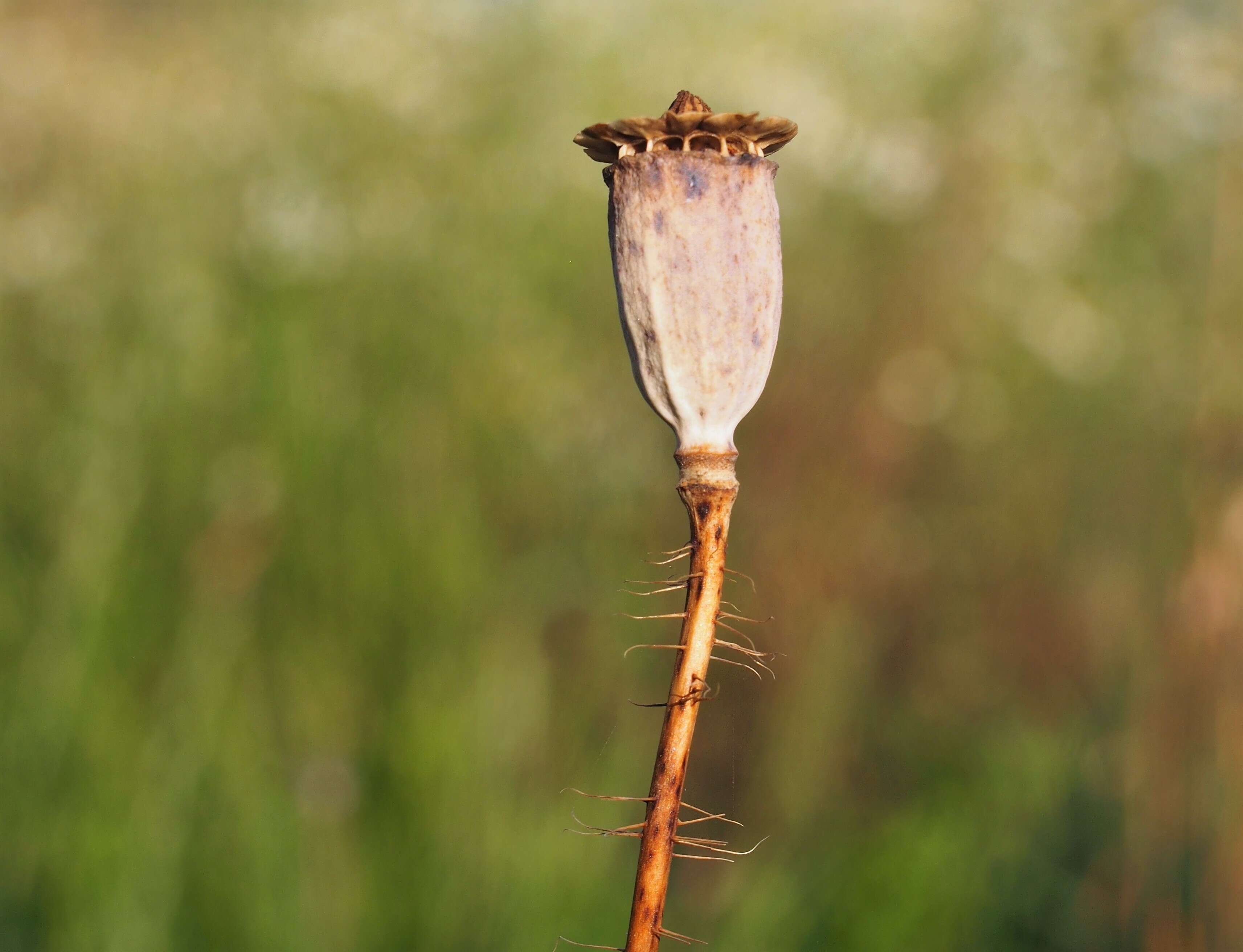 Image of corn poppy