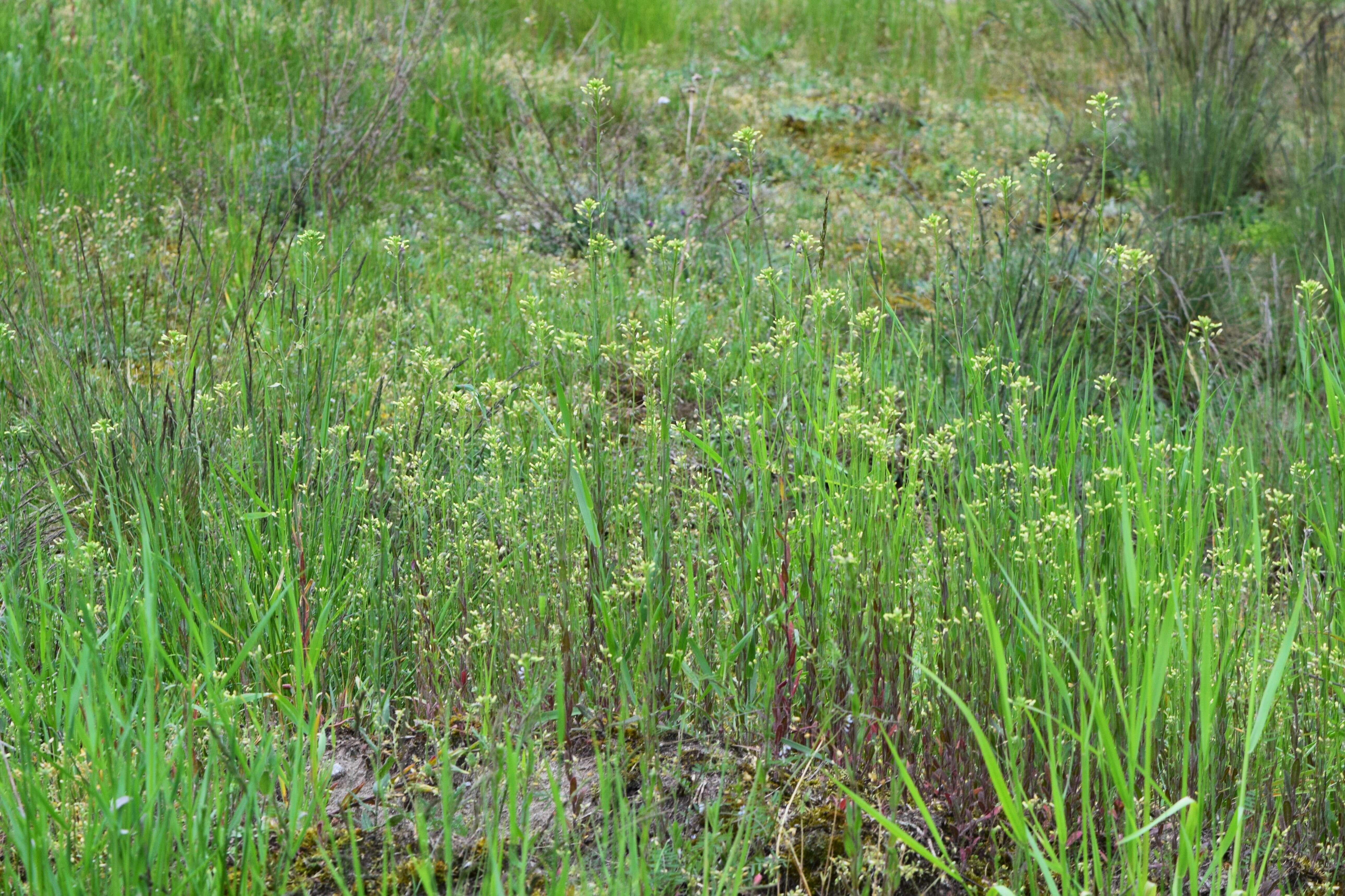 Imagem de Camelina microcarpa Andrz. ex DC.