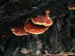 Image of Pycnoporellus fulgens (Fr.) Donk 1971