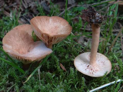 Image of Bonomyces