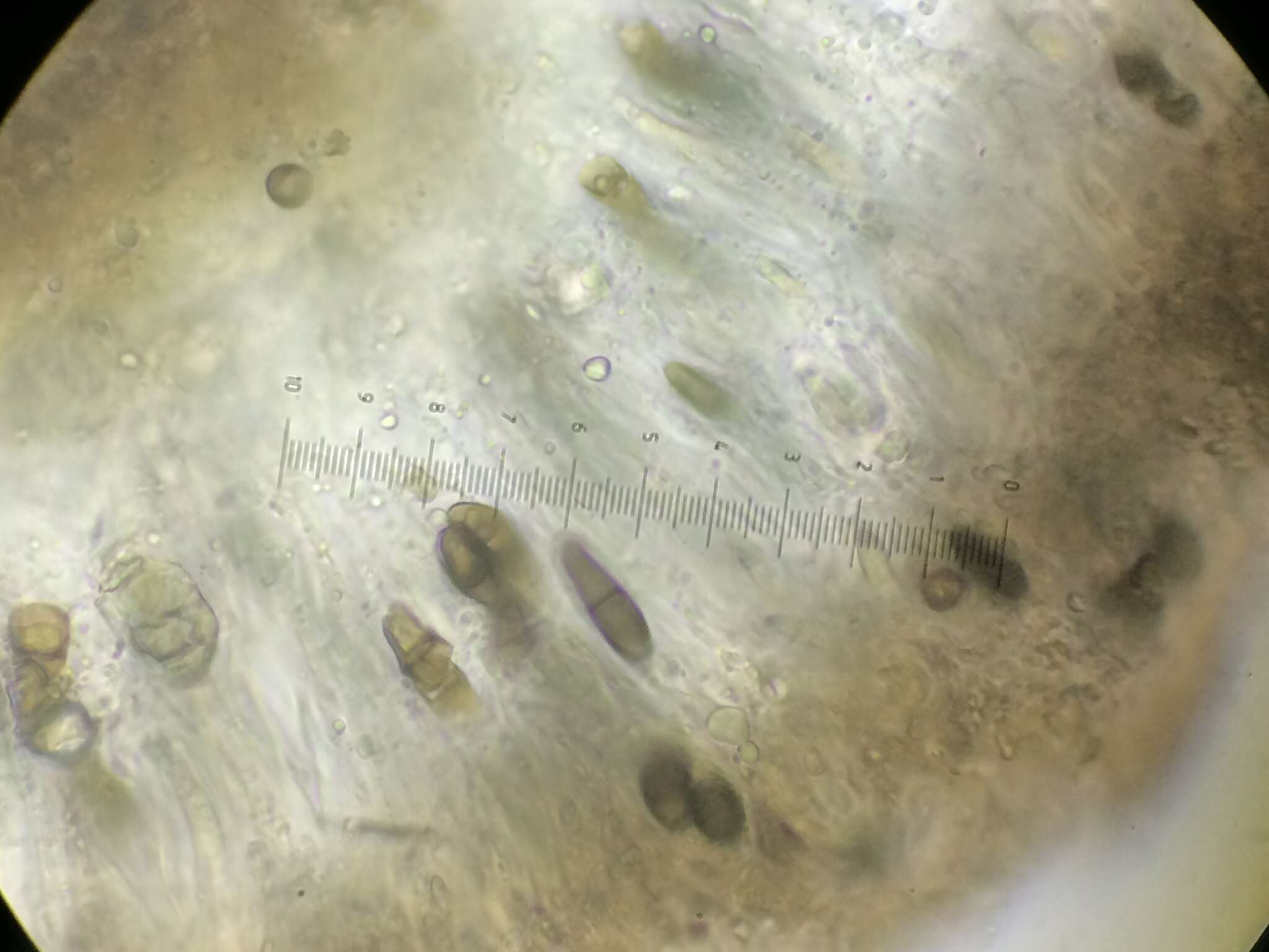 Image of Boreal button lichen;   Disc lichen