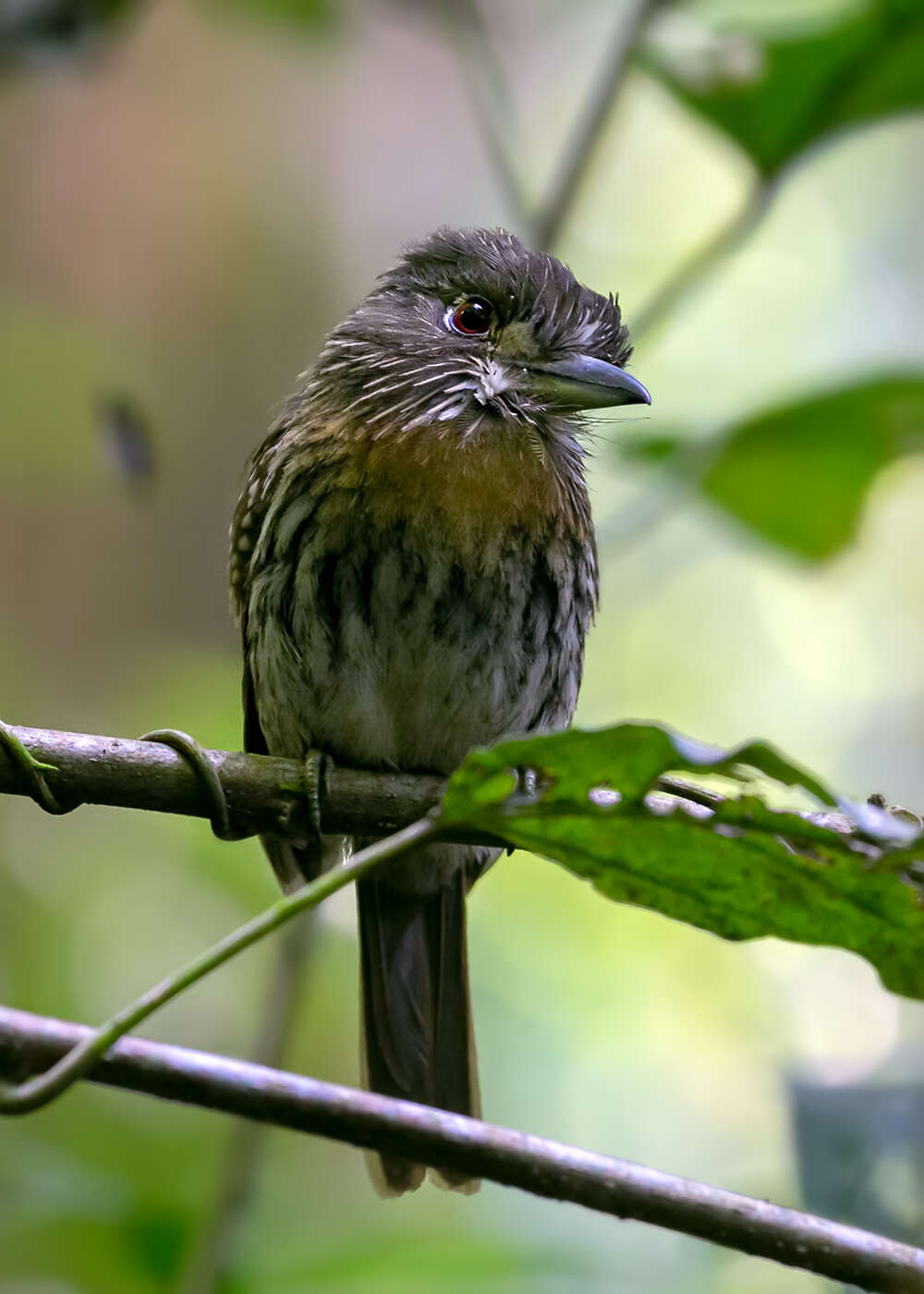 Image of White-whiskered Puffbird