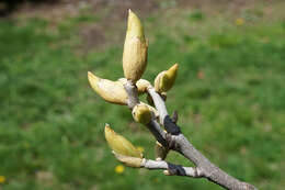 Image of nutmeg hickory