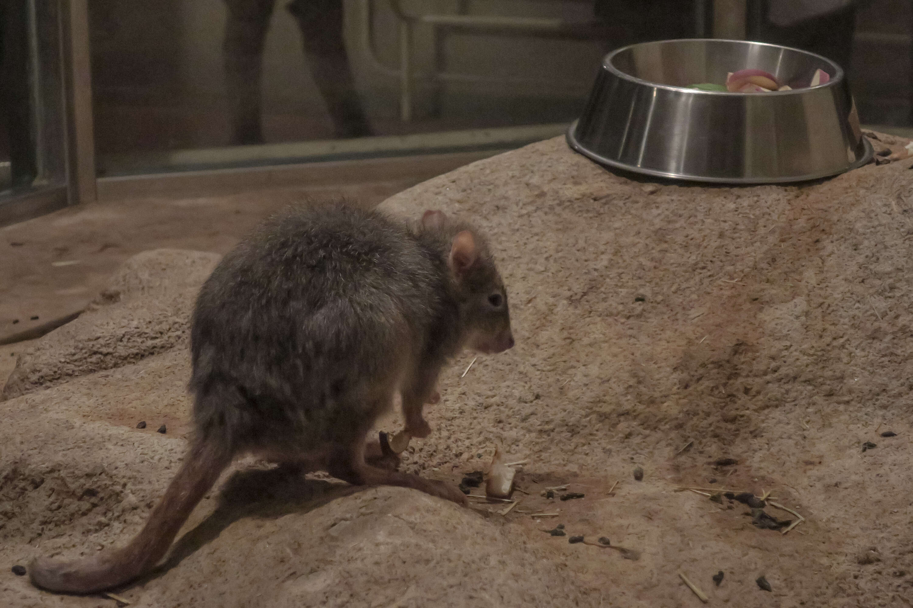 Image of Brush-tailed Bettong