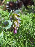 Image of honeywort