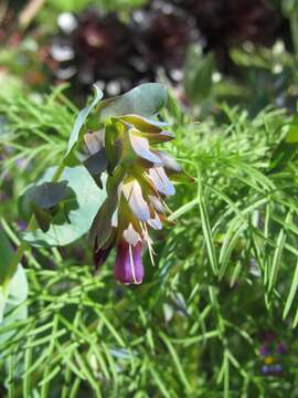 Image of honeywort