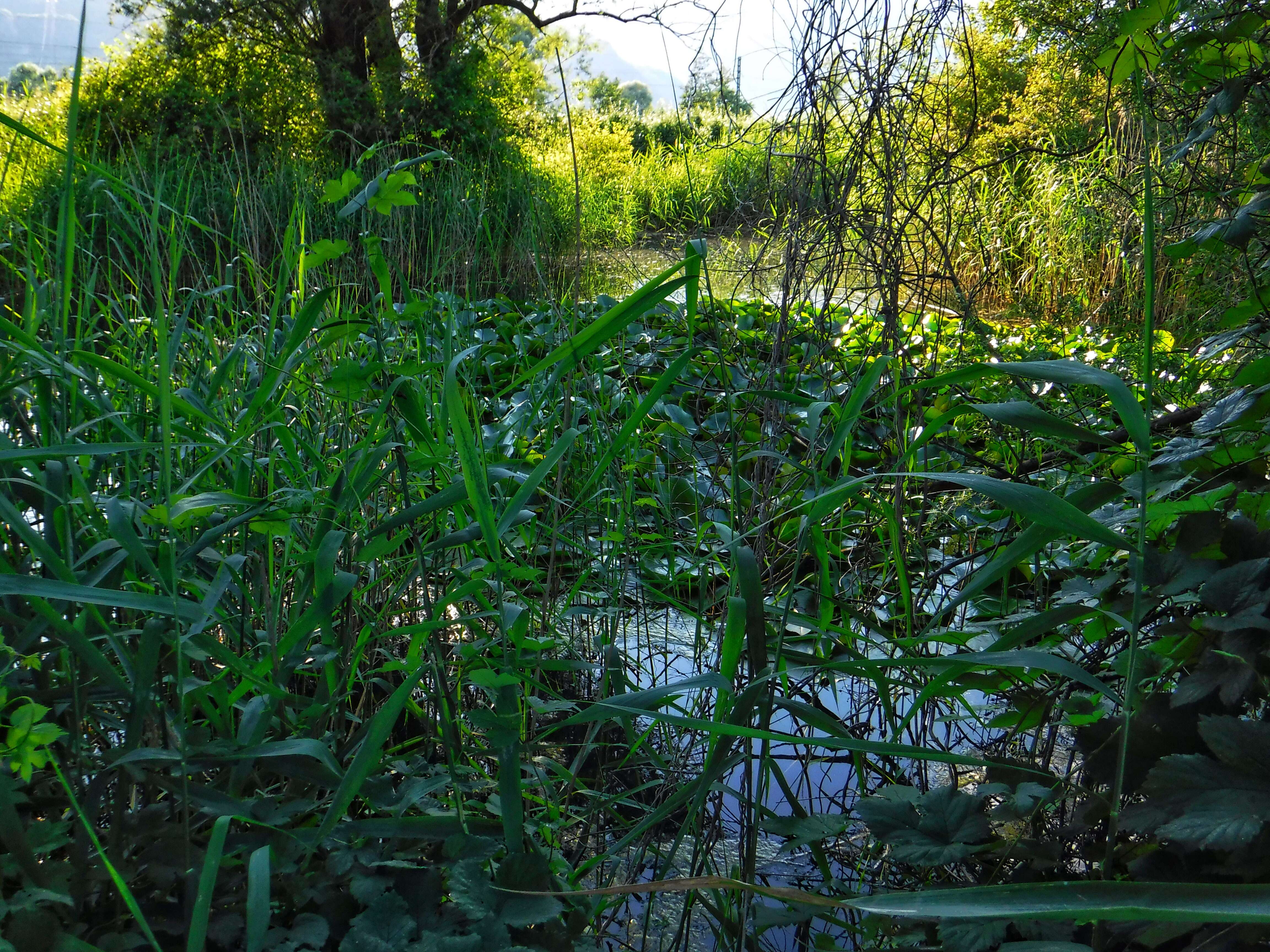 Image of waterlilies