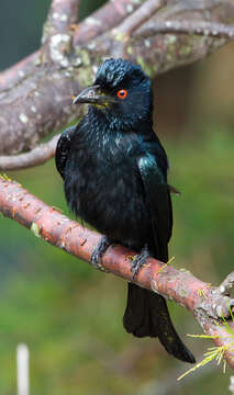 Image of Spangled Drongo