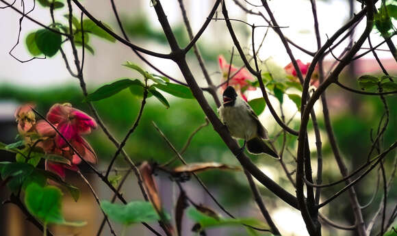 Image of Sooty-headed Bulbul