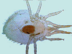 Image of Ophionyssus natricis