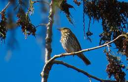 Image of Song Thrush