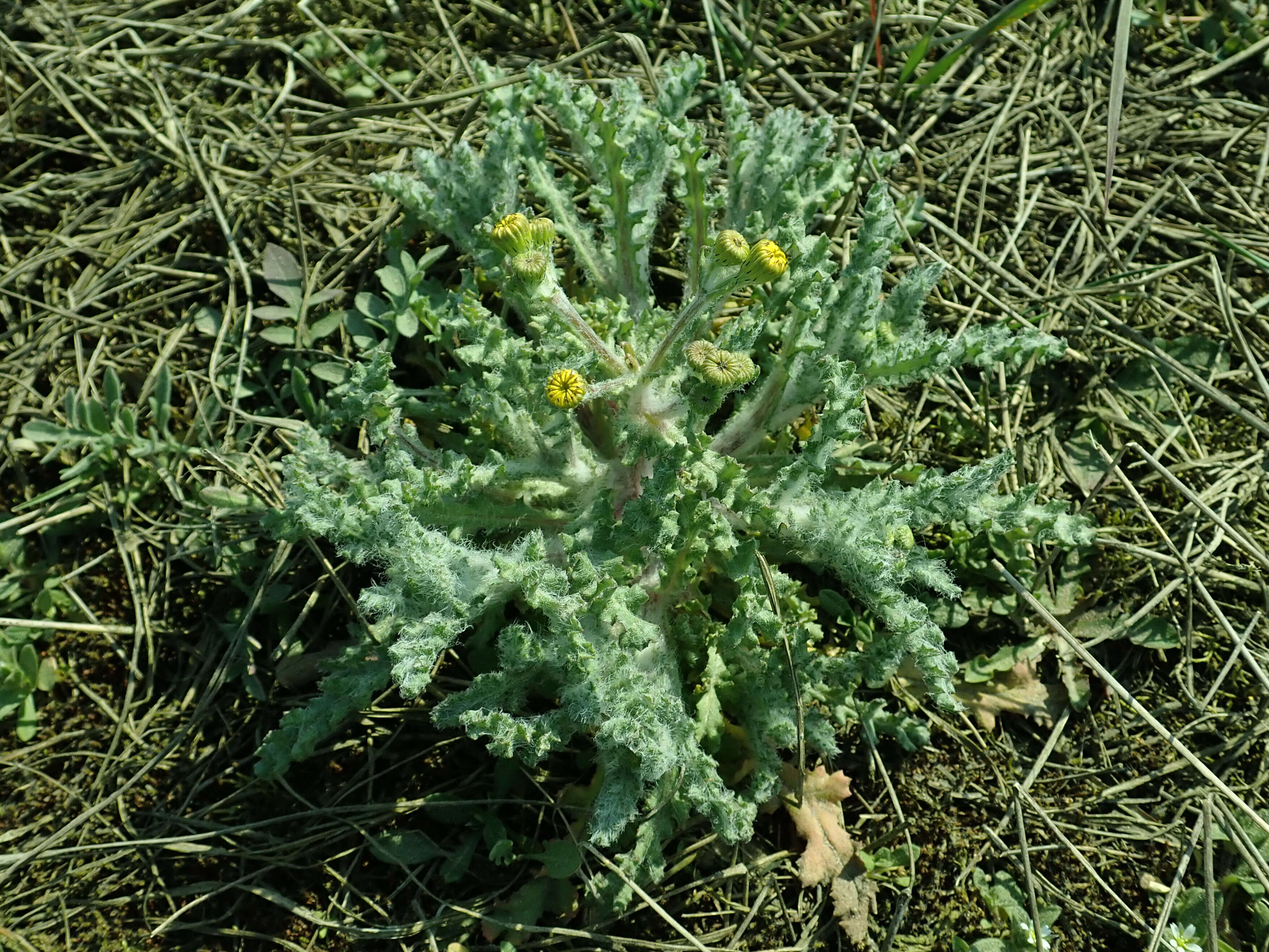 Image of eastern groundsel