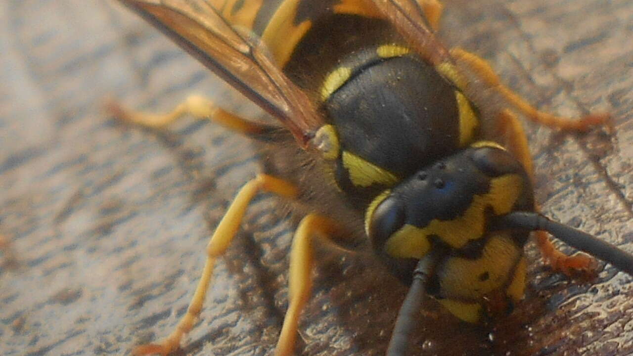 Image of German Wasp