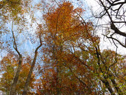 Image de Hêtre à grandes feuilles