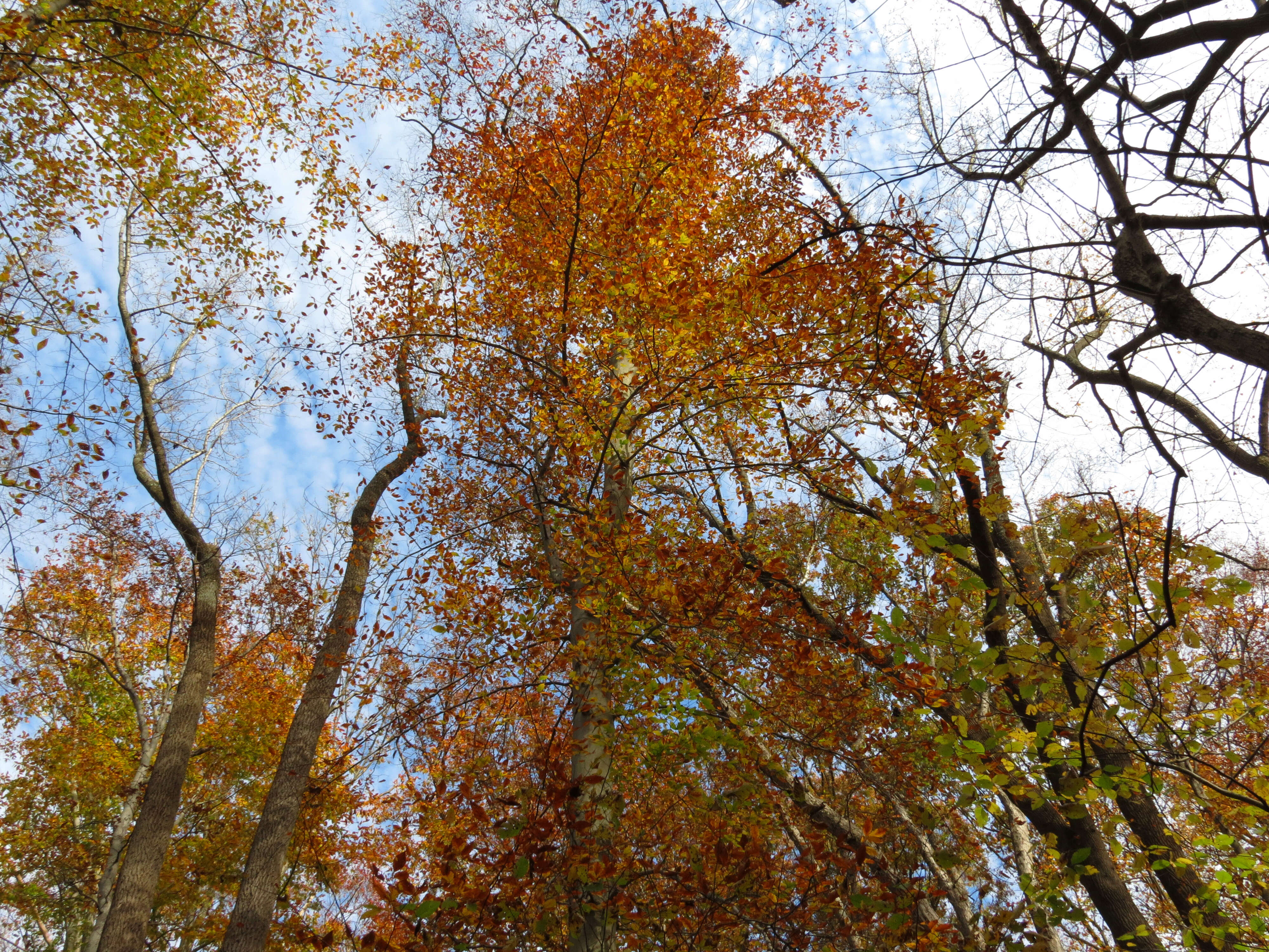 Image de Hêtre à grandes feuilles