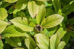 Image of Medlar