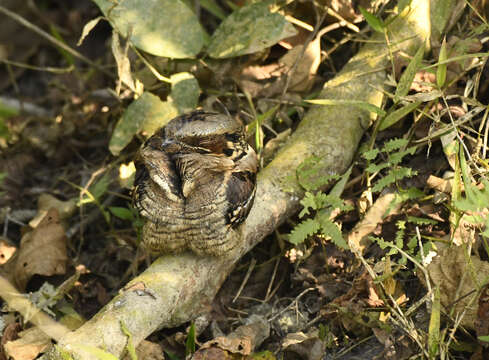 Image of Large-tailed Nightjar